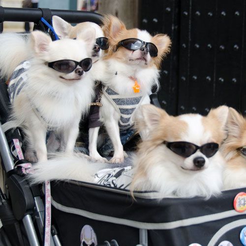 Vozički za pse in transport psov